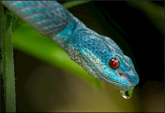 3320001_lgallgem_lg_a_insularis